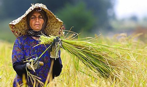 مهلت بیمه ۲ محصول کشاورزی در گیلان تمدید شد