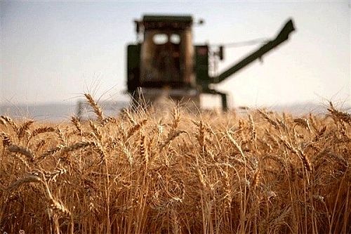 75 درصد از مطالبات گندمکاران با عاملیت بانک کشاورزی تسویه شد