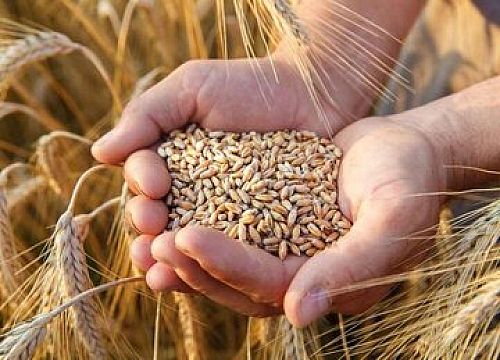 با عاملیت بانک کشاورزی 94 درصد مطالبات گندمکاران پرداخت شد