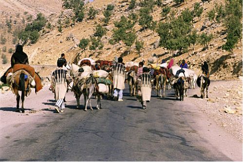 ۸۰۰ میلیارد تومان تسهیلات به عشایر پرداخت شد