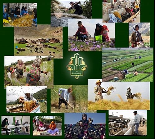 عملکرد روزانه بانک کشاورزی در توسعه اشتغال پایدار روستایی و عشایری 