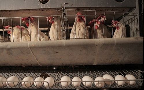 تورم ۸۰ درصدی هزینه‌ تولید مرغ و تخم‌مرغ