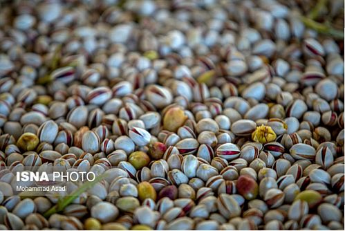 پسته در کانون توجه بازیگران آتی