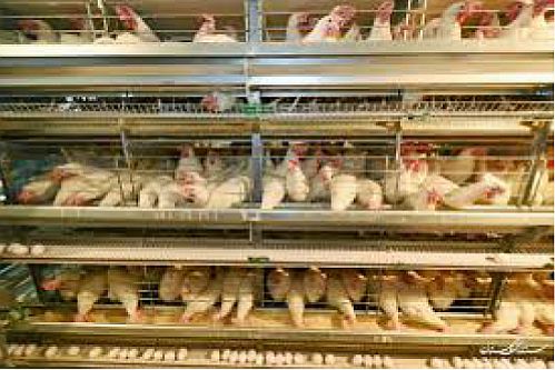 فاز دوم واحد تولید مرغ تخم گذار کاسپین طلایی چیکا با حمایت 2000 میلیاردی بانک کشاورزی به بهره برداری رسید