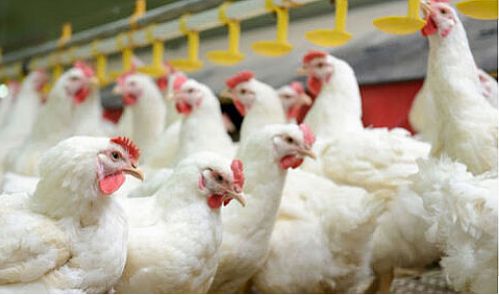  با نرخ ترجیحی به مرغداران برای احیاء و توسعه مرغ لاین آرین