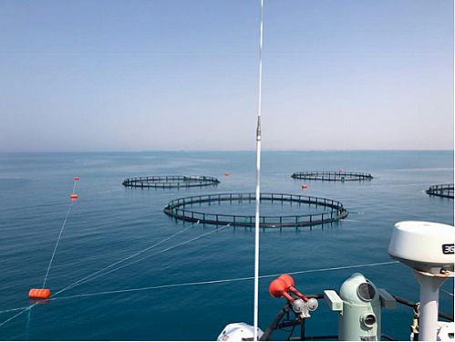 حمایت 100میلیاردی بانک کشاورزی از راه اندازی طرح پرورش ماهی در دریا در پایتخت انرژی ایران