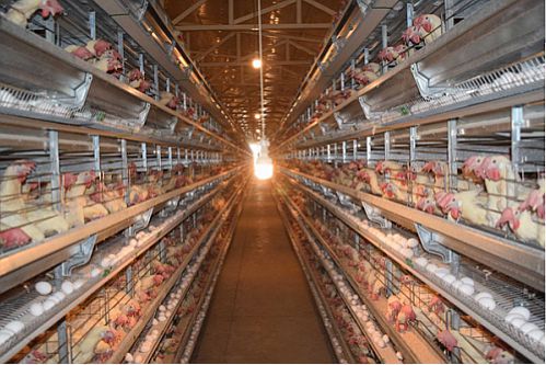  حمایت ۲ هزار میلیاردی بانک کشاورزی از بزرگترین پروژه مرغ تخمگذار دنیا 