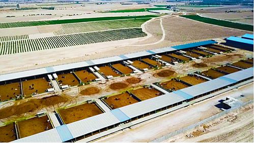 حمایت 40 میلیاردی بانک کشاورزی از راه اندازی بزرگترین طرح پرواربندی گوساله در استان بوشهر