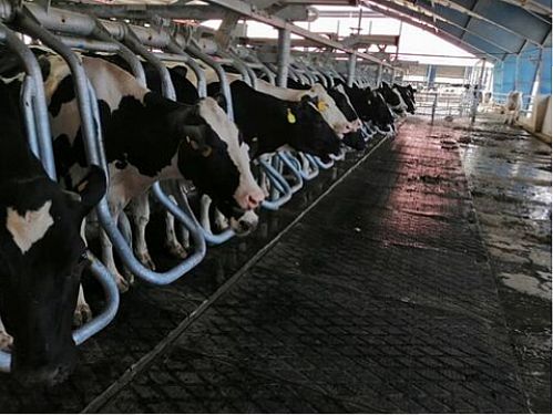حمایت۳۰۰میلیاردی بانک کشاورزی ازراه‌اندازی گاوداری شیری ۲۰۰۰ رأسی