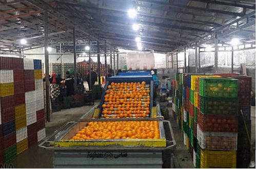  پایانه صادراتی کشاورزی در استان آذربایجان شرقی راه اندازی شد